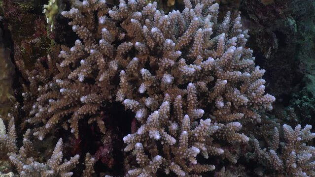 Staghorn coral close up on coral reef