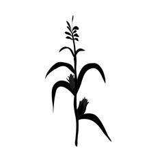 Corn silhouette