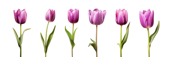 Purple tulip flower collection isolated on a transparent background