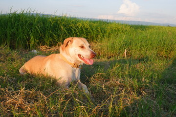 A dog laying in the grass. Use as background image and illustration.