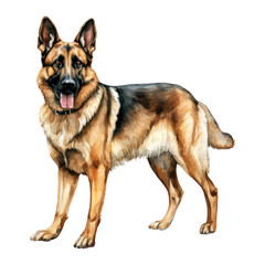 Watercolor German Shepherd Dog. German Shepherd Dog Clipart. Dog Watercolor Illustration.