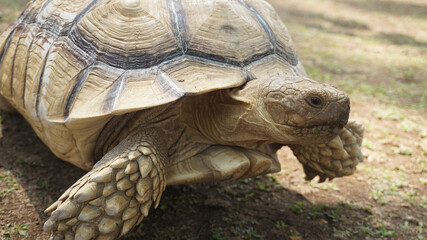 A large brown turtle walks on the ground