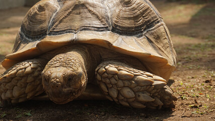 A large brown turtle walks on the ground