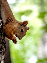 red squirrel in a city park on a tree in summer