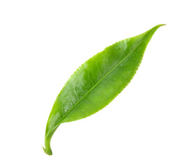Green tea leaf on transparent png © Montree