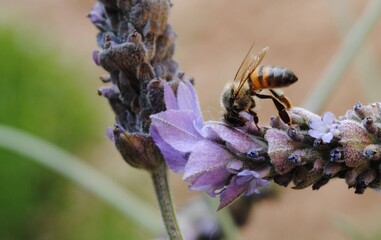 Bee on a flower