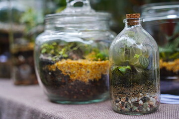 Micro-greenery in glass jars on the table