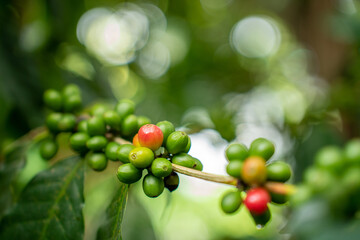 Coffee tree with fresh arabica coffee bean in coffee plantation in the mountain. Trees on an...