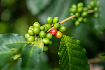 Coffee tree with fresh arabica coffee bean in coffee plantation in the mountain. Trees on an...