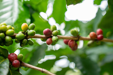 Coffee tree with fresh arabica coffee bean in coffee plantation in the mountain. Trees on an organic coffee farm. Red cherry bean arabica.