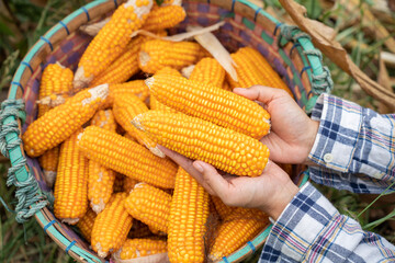 Asia woman farmer picking Corn harvesting working at corn Farm. no waste. Agricultural machines working in farmland during harvesting corn. Farming and gardening.