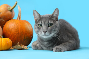 Cute cat with pumpkins on blue background, closeup. Thanksgiving Day celebration