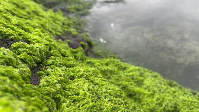 Seaweed and moss growing on the side of a tidepool in Oregon, USA.