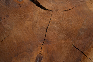 Texture of Cut Wood with Numerous Cracks