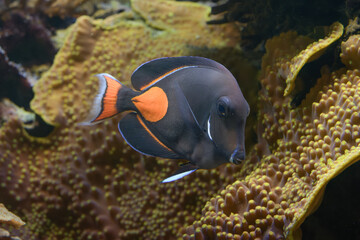 Achilles Tang or Surgeonfish. Acanthurus achilles, Acanthuridae