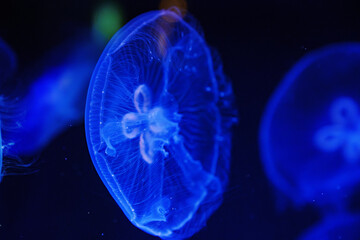 Eared aurelia, or eared jellyfish in the aquarium. 