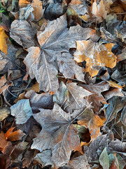 frost on autumn leaves fallen to the ground