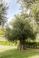 A single olive tree with a beautiful braided trunk