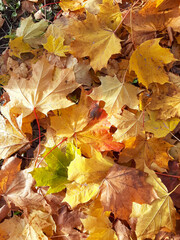 Autumn maple leaves lie on the ground