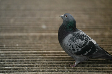 racing pigeon champion at pigeon fancier competitions. passenger pigeon portrait.
