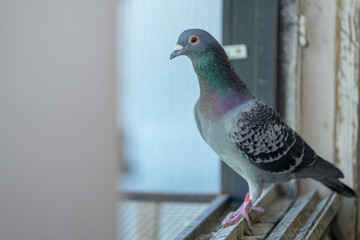 racing pigeon champion at pigeon fancier competitions. passenger pigeon portrait. © samy