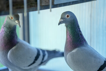 carrier pigeons before a pigeon competition. champion pigeons.