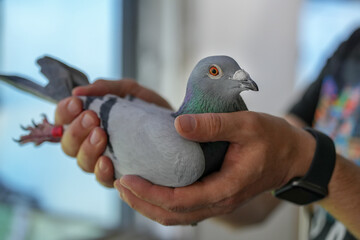 racing pigeon champion at pigeon fancier competitions. passenger pigeon portrait.