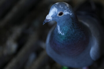 racing pigeon champion at pigeon fancier competitions. passenger pigeon portrait.
