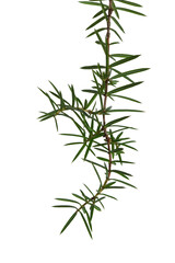 juniper branch with green needles, isolated on a white background