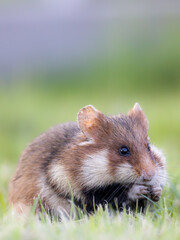 Hamster frisst im Gras
