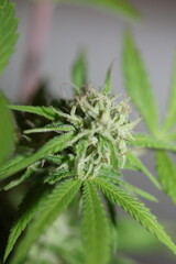 Medical cannabis rolling joints with trimmed stuff grown in California fresh therapeutic and inspirational weed big size high quality instant prints