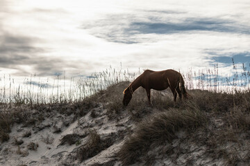 Wild Horses