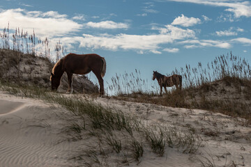 Wild Horses