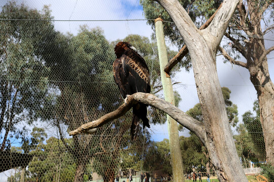 Wedge-tailed eagle (Aquila audax) perched on a dead tree : (pix Sanjiv Shukla)