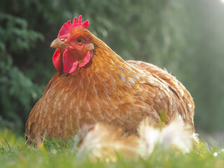 portrait of a red hen in the grass close-up