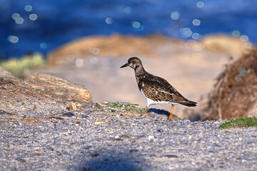 Wild bird on the ocean coast