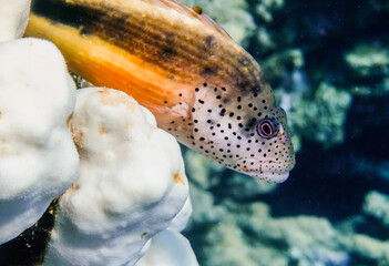 amazing backside hawkfish lying on white corals and looking to other fishes macro