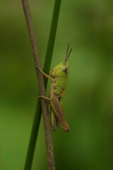 Closeup on the common European Meadow grasshopper, Pseudochorthippus parallelus in the grass
