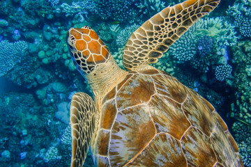 amazing pattern from a green sea turtle swimming over the corals in clear blue water