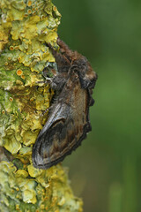 Vertical closeup on the pebble prominent moth,Notodonta ziczac, sitting on a lichen covered wood