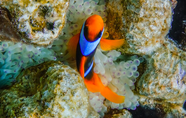 Fototapeta na wymiar anemonefish looks up during diving in the red sea