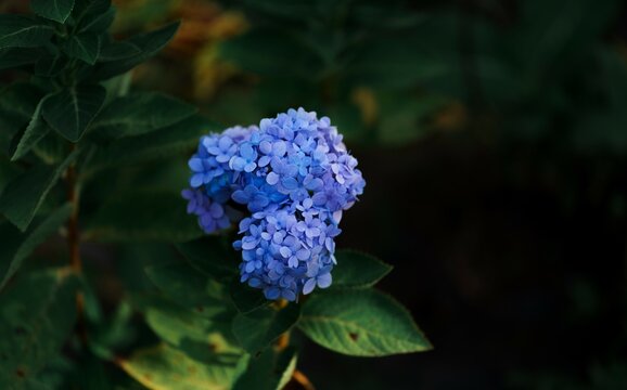 Blue Hydrangea macrophylla on the branch.