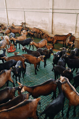 Fototapeta na wymiar Brown and black goats stand and lie on a farm
