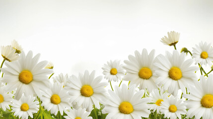 Fototapeta premium daisies on white background