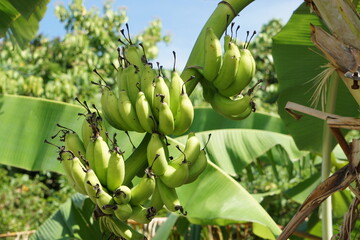 青空に映えるバナナ