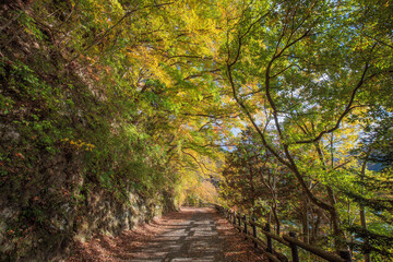 紅葉のトンネル