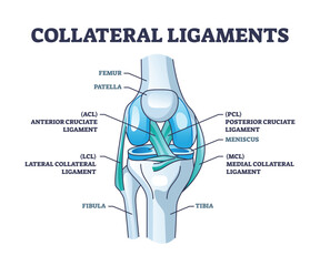 Collateral ligaments with knee anatomical skeletal structure outline diagram. Labeled educational joint part description with anterior and posterior cruciate ligament vector illustration. Leg anatomy - obrazy, fototapety, plakaty