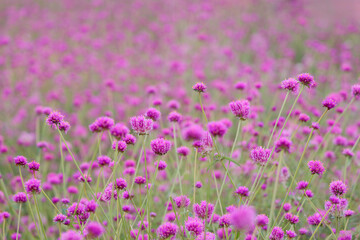 Naklejka premium センニチコウ ファイヤーワークス