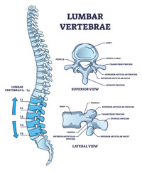 Lumbar vertebrae part of spine and anatomical structure outline diagram. Labeled educational medical scheme with superior, lateral and side view of back bone and skeletal system vector illustration. - obrazy, fototapety, plakaty