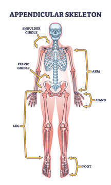 Appendicular skeleton with human body skeletal system parts outline diagram. Labeled educational scheme with shoulder and pelvic girdle, arm, hand, leg and foot medical division vector illustration.